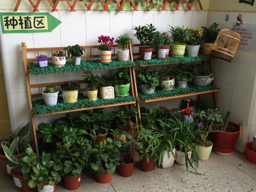 我们的植物角